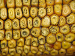 Corn ear rot