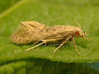 Potato tuber moth adult