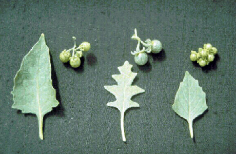 Nightshade leaves and fruit