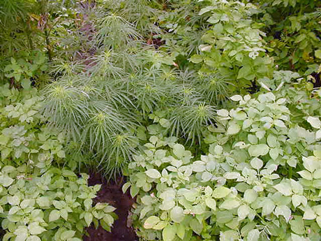 Kochia - young plant