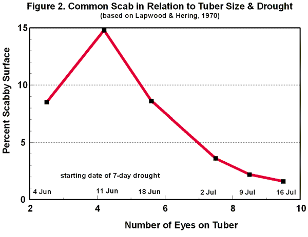 Scab relate to tuber size and drought