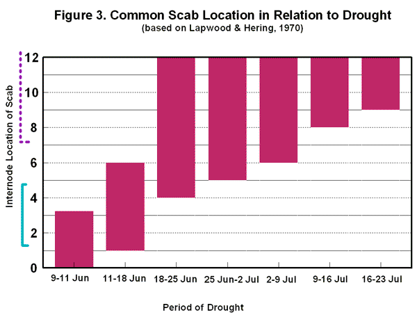 Scab location related to drought