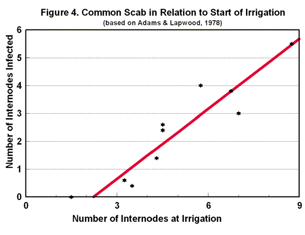 Scab in relation to first irrigation
