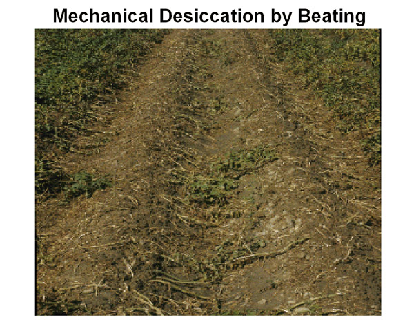 Mechanical desiccation by beating