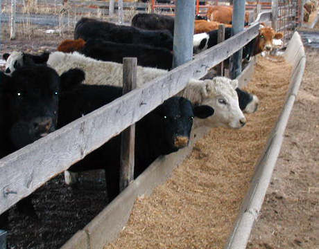 FEEDING LIVESTOCK - Cattle, Sheep, Swine, Horses | CropWatch
