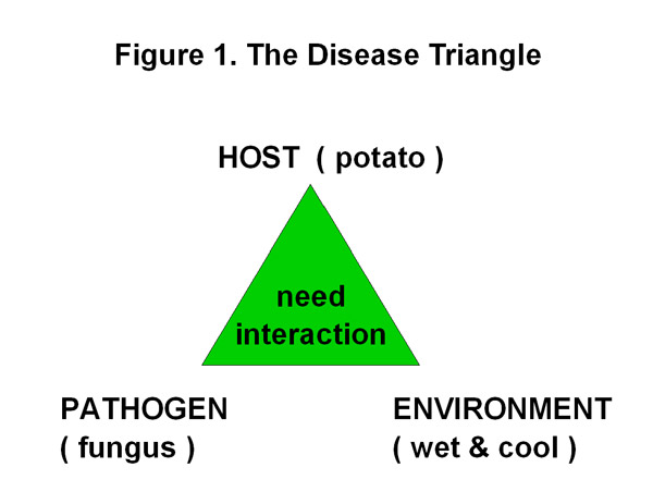 Potato disease triangle