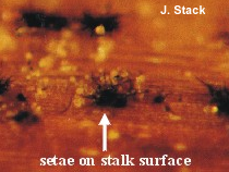 anthracnose stalk rot image