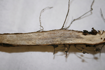 root discolor image