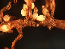 SCN cysts on soybean root