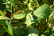 foliar symptom image