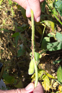 canker on stem image