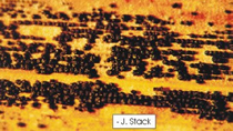 Rows of sclerotia image