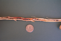 Embedded Sclerotia in Stem image