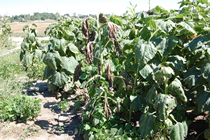 Sunflower wilting due to white mold