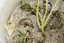 Wilting, Lodging, and Death of Seedlings image