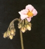 Yukon Gold flower
