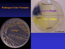 yellow, orange or purple pigment