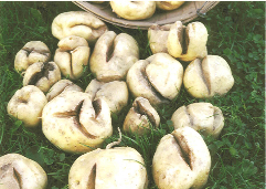 Growth cracks in potatoes