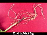 Erwinia, black leg
