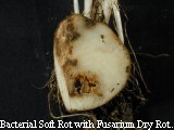 Bacterial soft rot with fusarium dry rot
