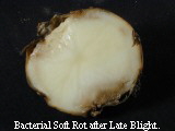 Bacterial soft rot after late blight