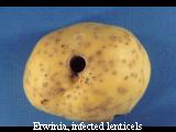 Erwinia -- infected lenticels