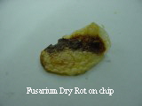 Fusarium dry rot on chip