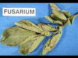 Fusarium leaf specks