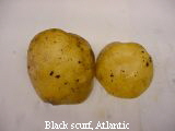 Black scurf -- Atlantic