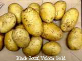 Black scurf -- Yukon Gold