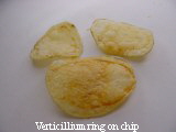 Verticillium ring on chip