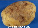 Black dot on tuber skin