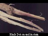 Black dot on and in stem