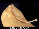 Black dot on stolon