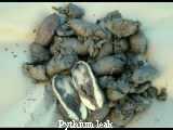 Pythium leak