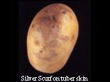Silver scurf on tuber skin
