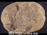 Early blight on tuber skin