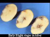 Early blight stages in tuber