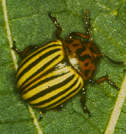 Colorado Potato Beetle Cropwatch