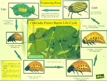 Colorado Potato Beetle Cropwatch