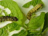 cutworm larvae -- variegated and black