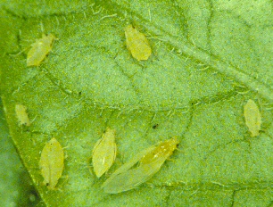 Green peach aphid adult and nymphs