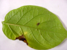 Green peach aphid damage to leaf