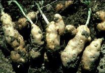 Tuber damage from potato psyllids