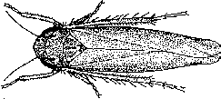 Leafhopper adult