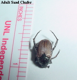 Sand chafer adult