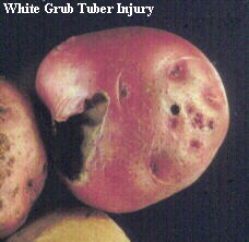 White grub tuber injury