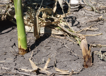 Photo of advanced stages of stalk rot
