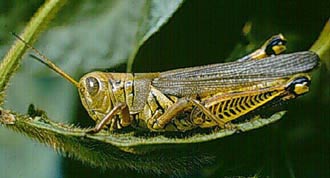 Photo of adult grasshopper species typically found in Nebraska
