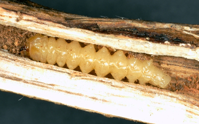 Soybean stem borer larvae